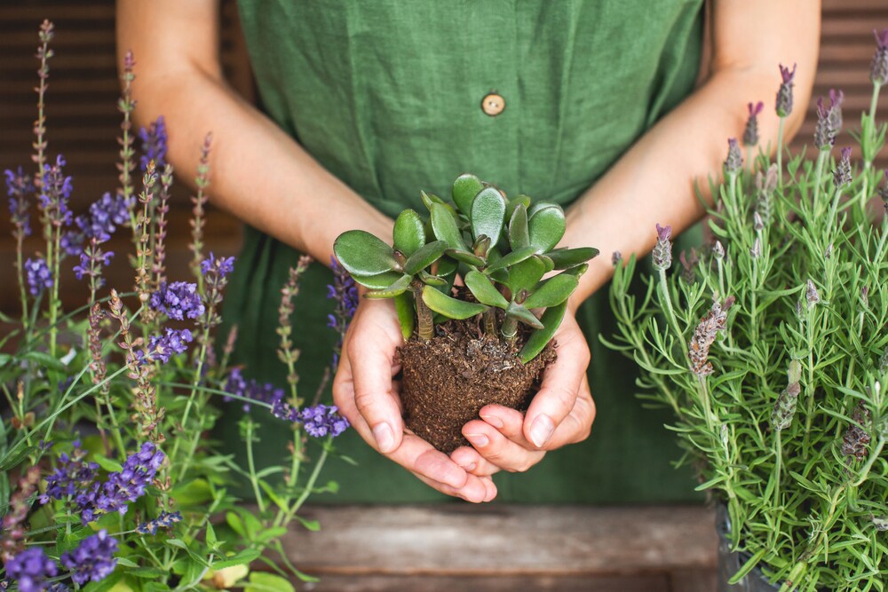 Want To Get Rich In 2024 So Plant These Trees   5 1 