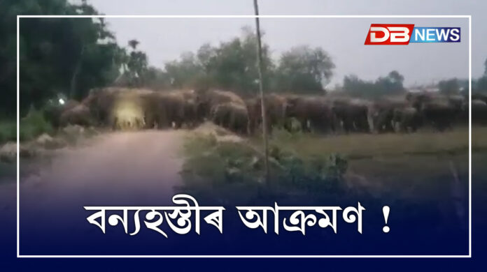 Wild Elephants attack । বন্যহস্তীৰ আক্ৰমণ !