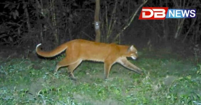 Asiatic Golden Cat: মানস ৰাষ্ট্ৰীয় উদ্যানত এটা দশকৰ মূৰত দেখা গ’ল বিৰল এছিয়াটিক সোণালী মেকুৰী