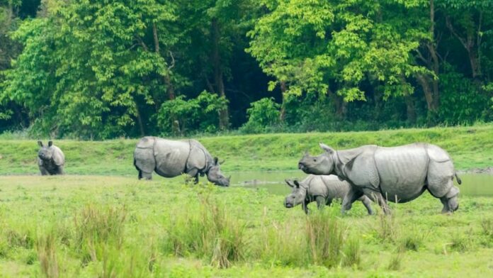 Kaziranga National Park: মুকলিৰ দুসপ্তাহতে কাজিৰঙাত অভিলেখ সংখ্যক পৰ্যটক