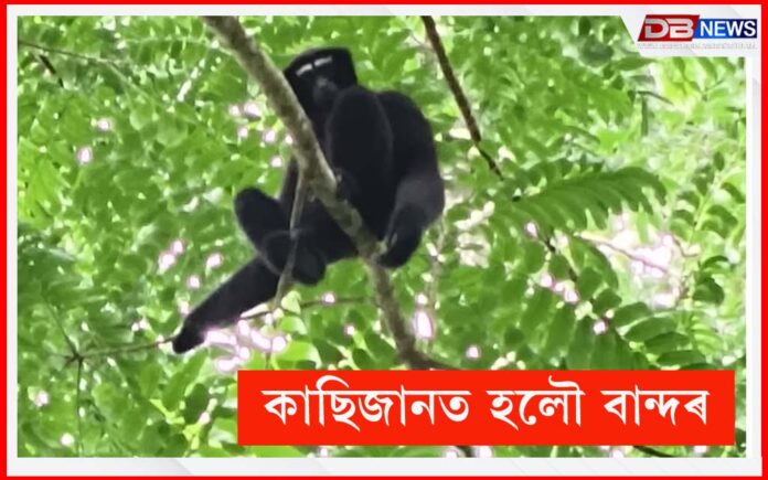 Hoolock Gibbon: অসমৰ পৰ্যটনৰ ক্ষেত্ৰ নৱ সংযোজন কাছিজানৰ হলৌ বান্দৰ