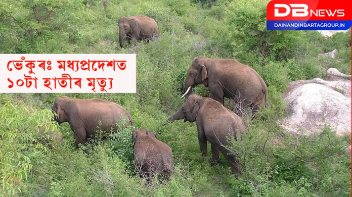 Elephant Deaths: বিষাক্ত ভেঁকুৰৰ বাবে মধ্যপ্ৰদেশত ১০টা হাতীৰ মৃত্যু