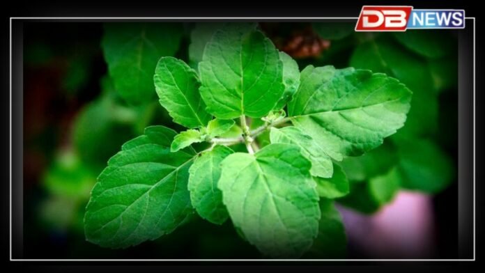 Tulsi