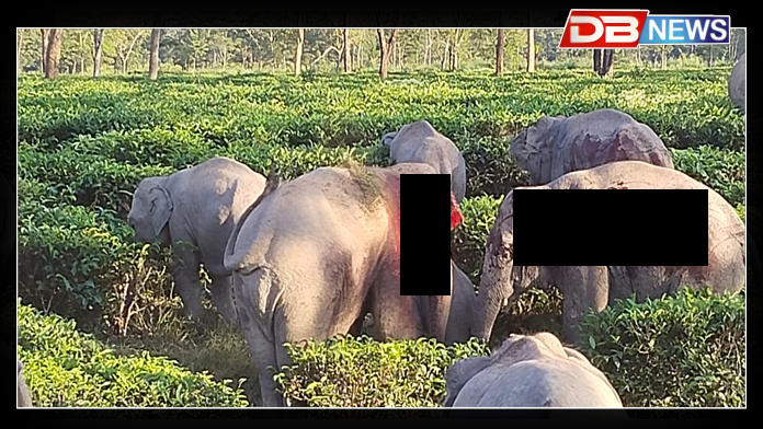 Elephant। দুই আঘাতপ্ৰাপ্ত বন্যহস্তীৰ মৰণ কাতৰ আৰ্তনাদ !