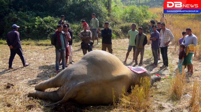 Wild Elephants:বকোত জীৱ শ্ৰেষ্ঠৰ নিকৃষ্ট কাণ্ডৰ বলি বনৰীয়া হাতী