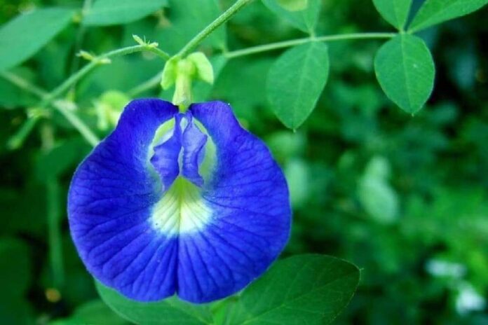 Flower: অপৰাজিতা ফুলৰ চাহৰো আছে যাদুকৰী গুণ