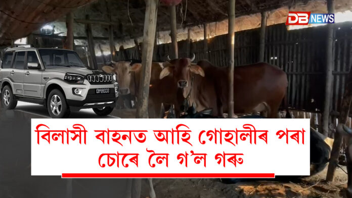 Cows। বিলাসী বাহনত আহি গোহালীৰ পৰা চোৰে লৈ গ’ল গৰু