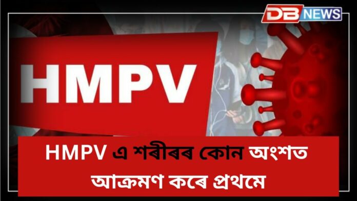 HMPV এ শৰীৰৰ কোন অংশত প্ৰথমে আক্ৰমণ কৰে?